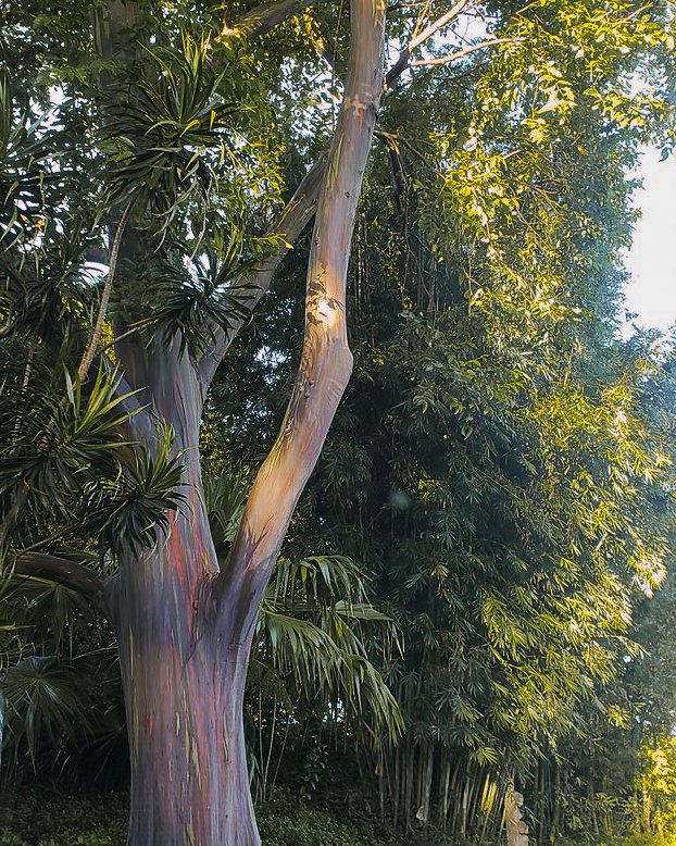 painted eucalyptus
