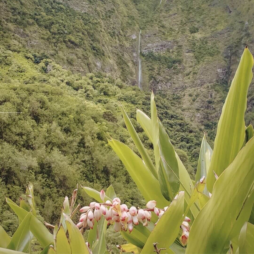 Ultimate Guide for Your Adventure on the Road to Hana